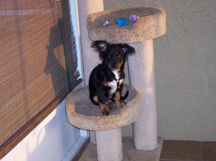 I SWEAR I DON'T KNOW WHAT HAPPENED TO THE CAT