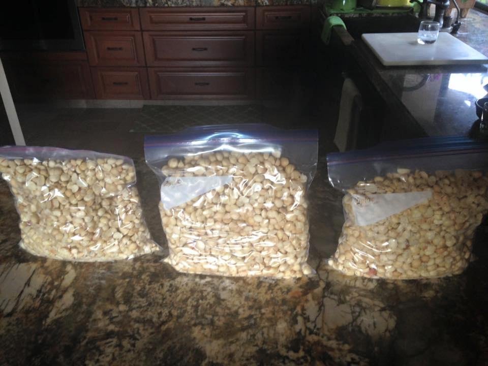 Our macadamia stash for the year. A. Lot. Of. Work.