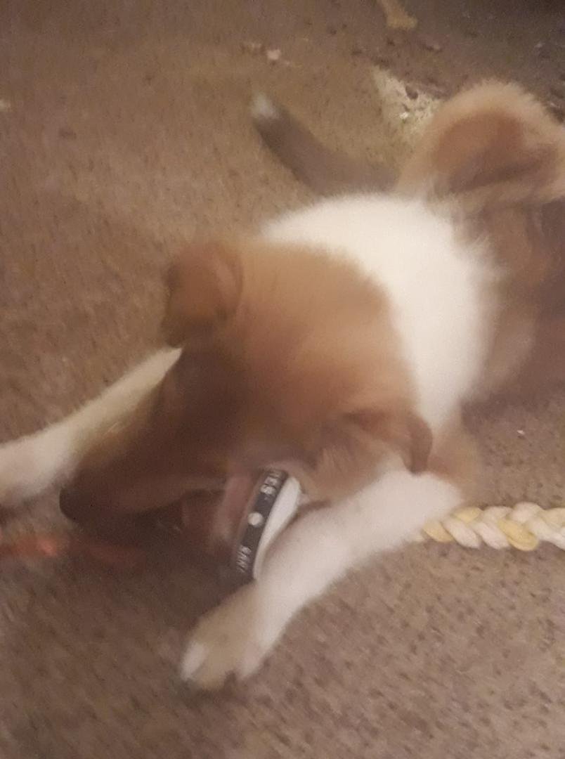 Grizzly Bear wants more beer!!! (kidding)