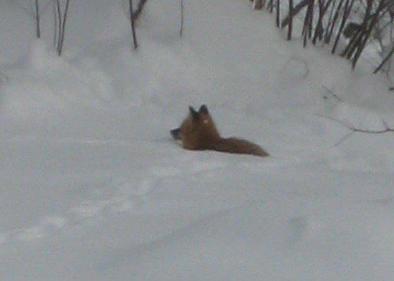 When you have FUR who feels the cold!