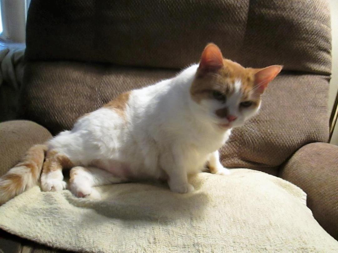 Shared from Photos app - 1 photo Our phantom cat Betsy