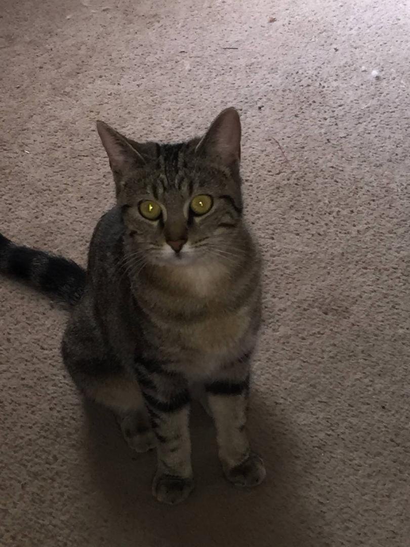Jimmy & tammy's cat " baby bay"