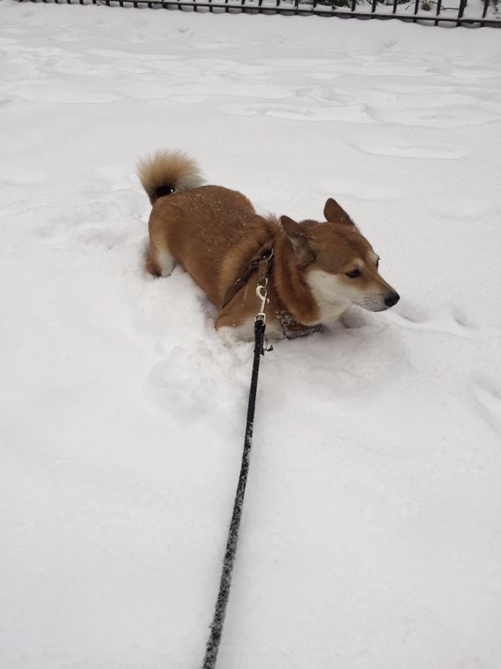 This little girl got SNOW for her birthday! 4 yrs ago came into this world. 3 3/4 yrs ago she came into our life..She Rocks! And she loves snow!
