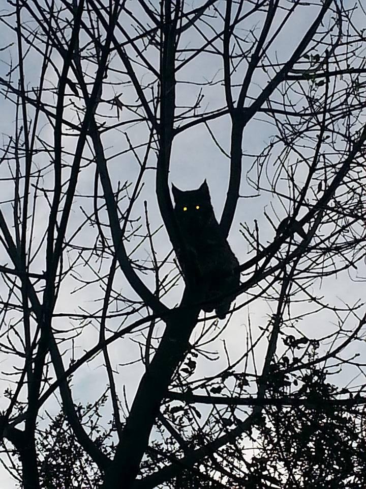The dogs tree'ed another bobcat this morning.....