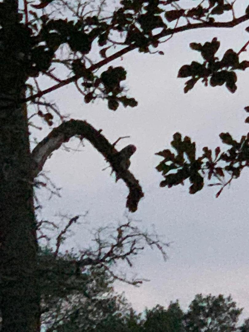 Oops! The first one was Daddy. Mama showed up later. They were both on the same limb cuddling but I couldn’t get a picture before he flew off.