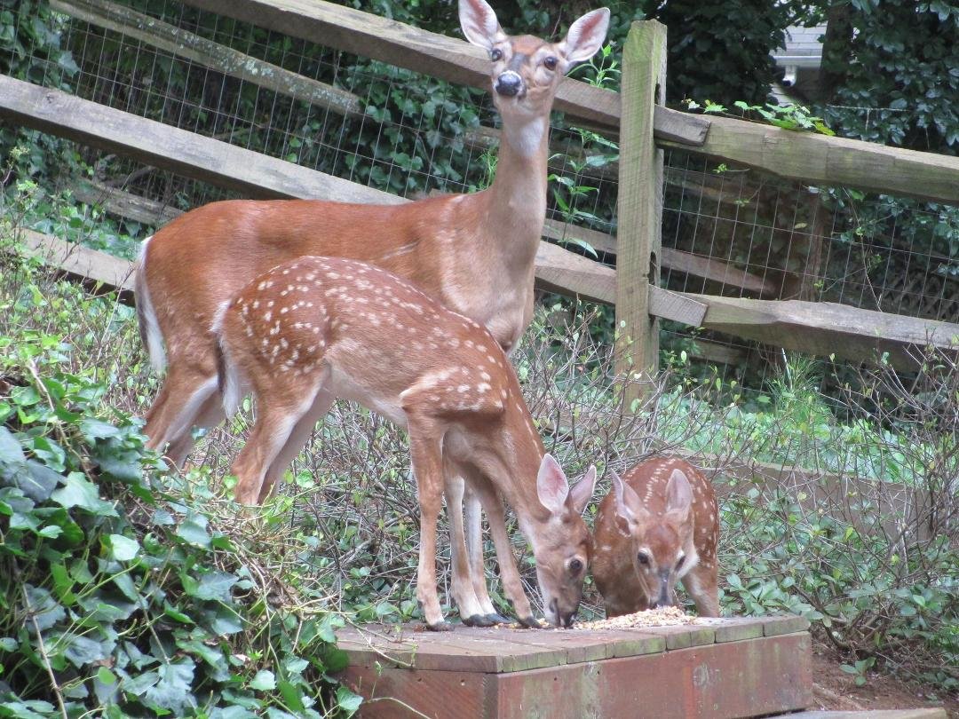 Mama and children eating their corn in our backyard.