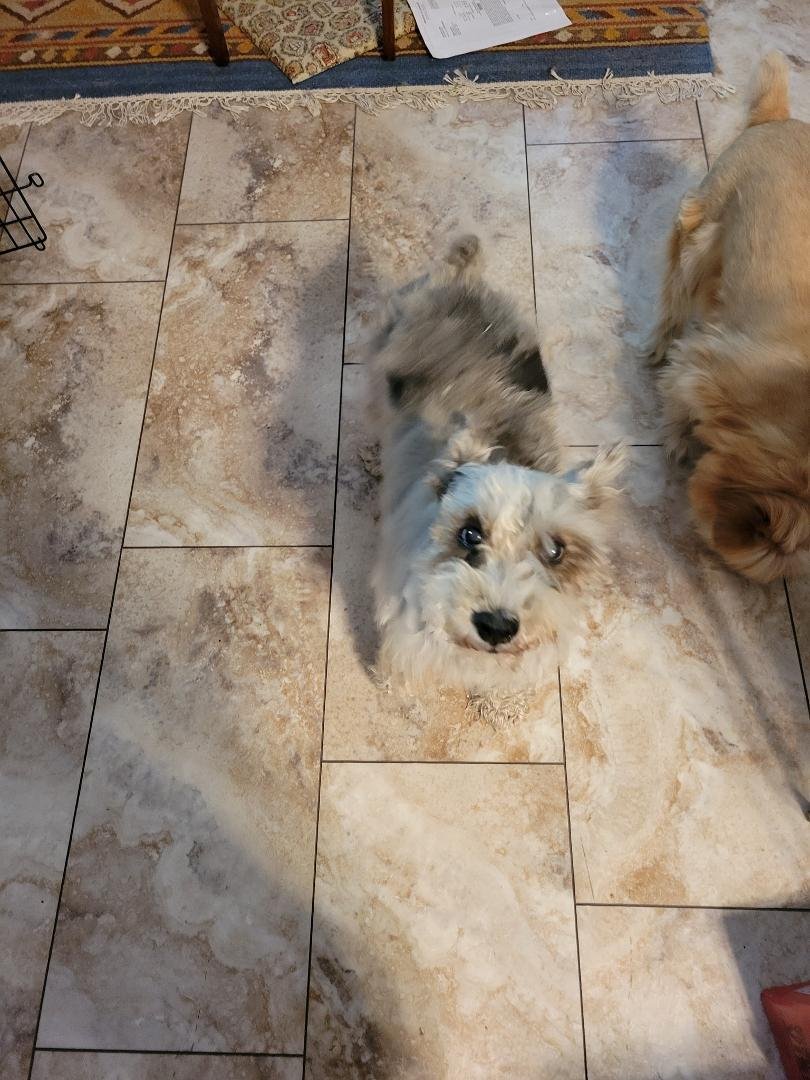 Jack passed over the rainbow bridge today. He was 14 years old and the last of the 7 schnauzers we once shared our house with. Jack was going to be named, but he would not come to that name. He would come to Jack A$$. We sh