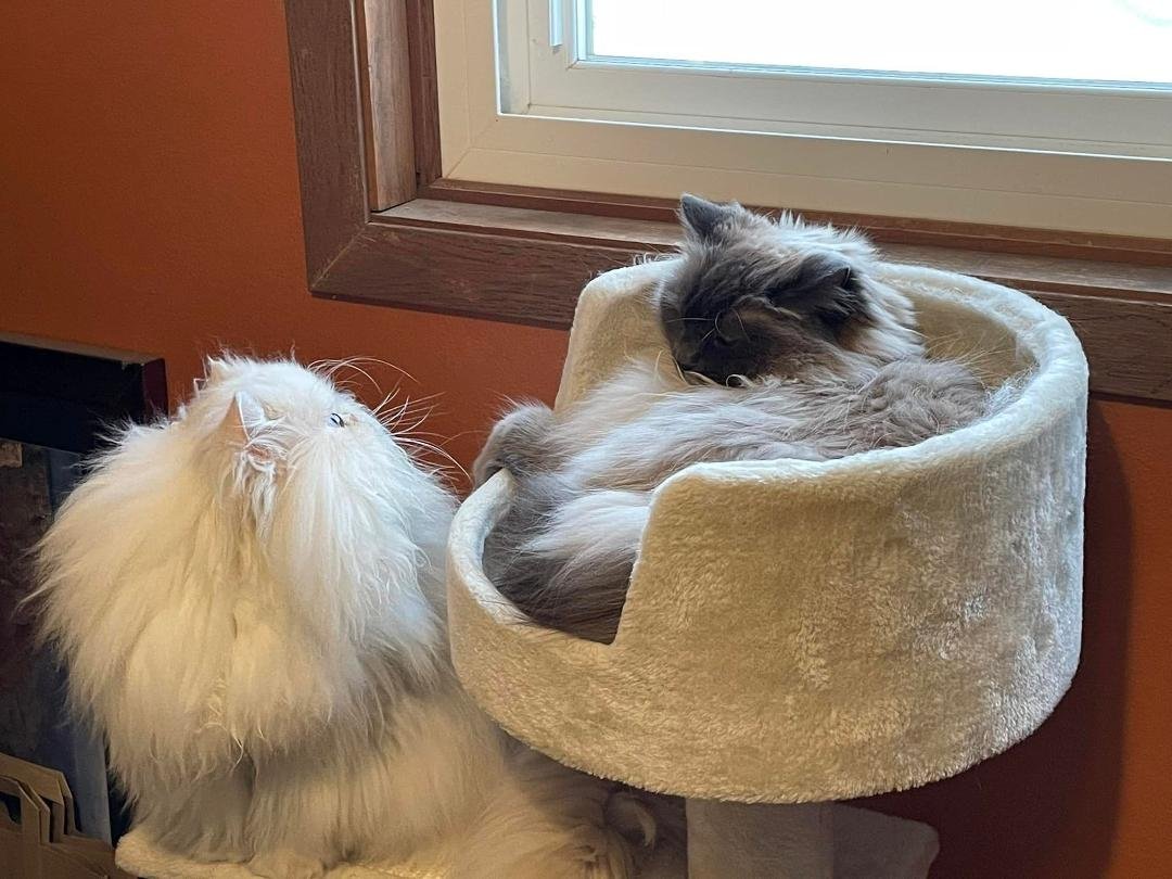 Today is Day 3 for me of the "Life is Good" challenge.💗 I am to post photos that bring me joy (no explanation) because we all need joy in our lives 10 days, 10 pics, 10 people. I was chosen by Barbara Henderson Gregg so I
