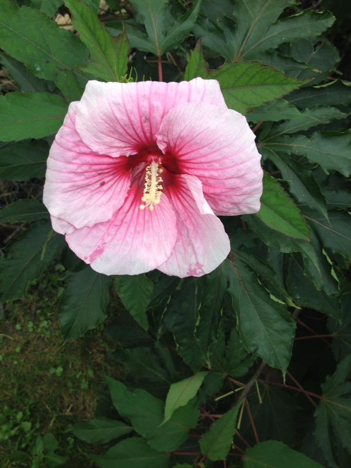 My hibiscus plant is still blooming!