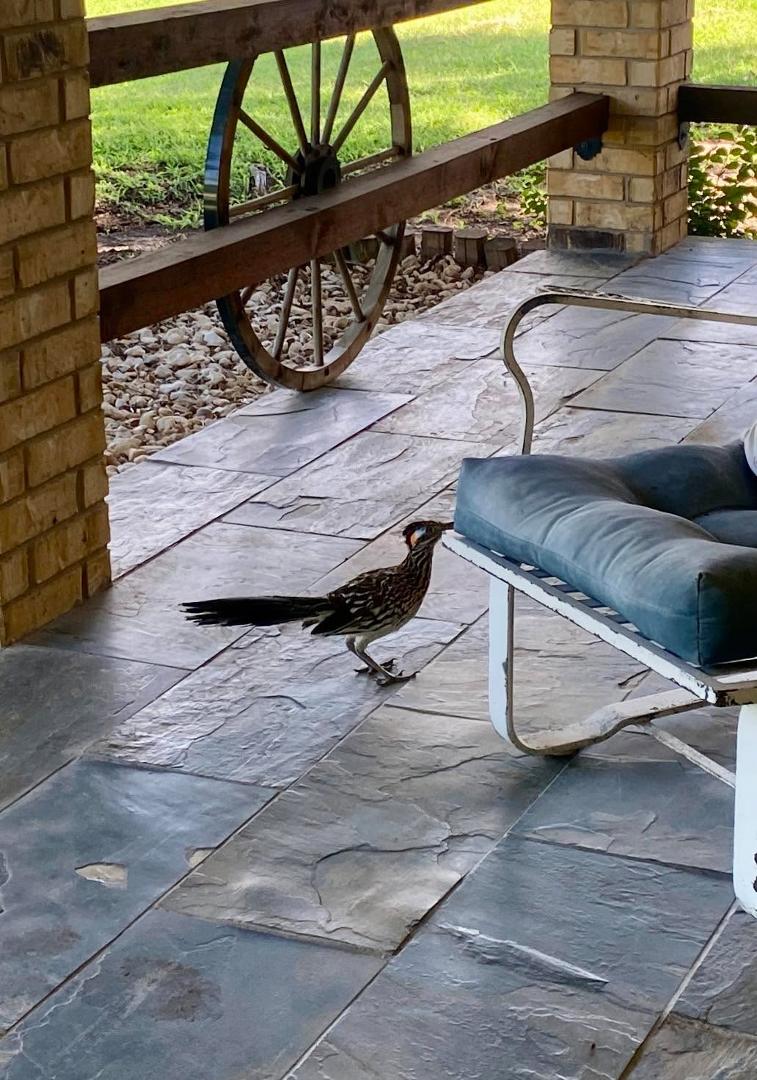 This roadrunner has been knocking on my front door all day! He’s driving the dogs crazy! I have no idea what he wants!