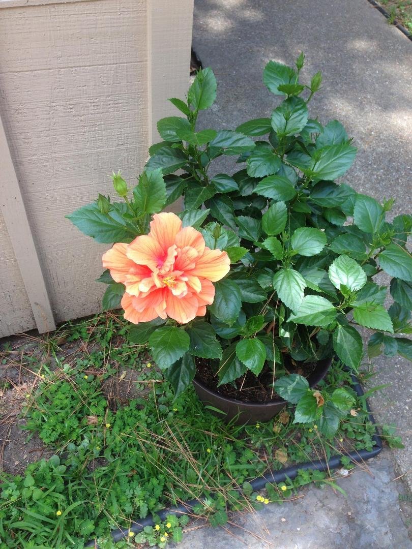 - My intention is to fill up Facebook with flowers to break the saturation of negative images and videos on your timeline. If you like this post I will give you a flower to post on your timeline. Not sure of the type of flo