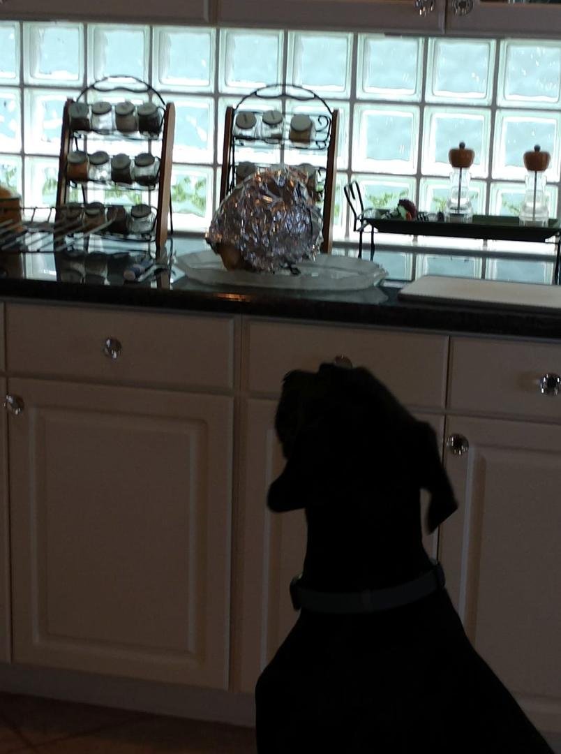 Zach is using his Great Dane instincts to guard the turkey until dinner for the adults