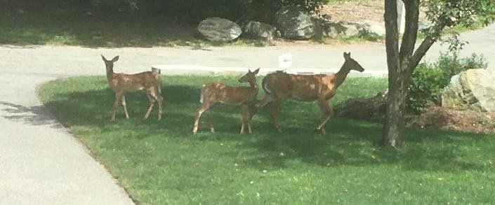 Momma deer and two babies on the front lawn today!! Never ceases to amaze me no matter how often they appear!!
