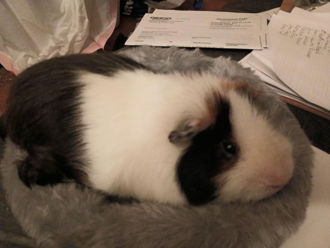 Our guinea pig Cow, comfortably resting.