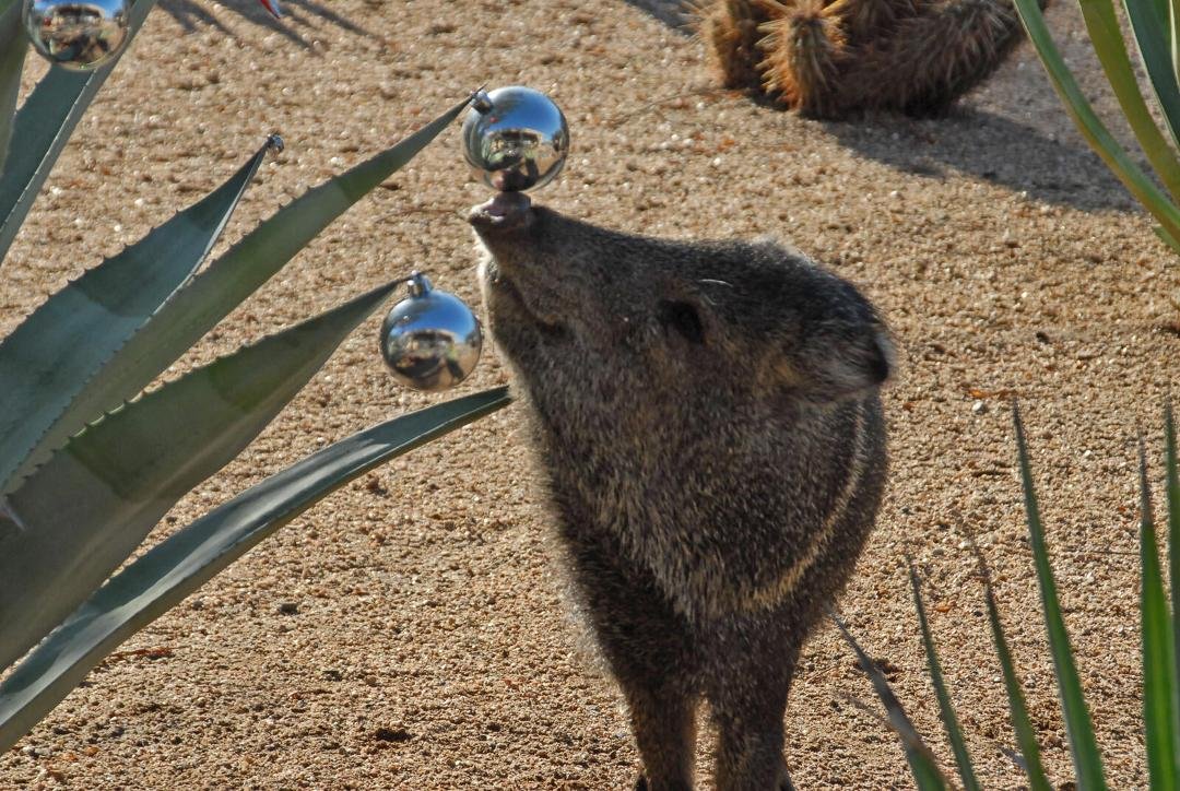 Seasons Greetings from Arizona!