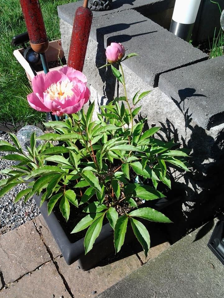 Cathie Cuthbert's album, Mobile Uploads