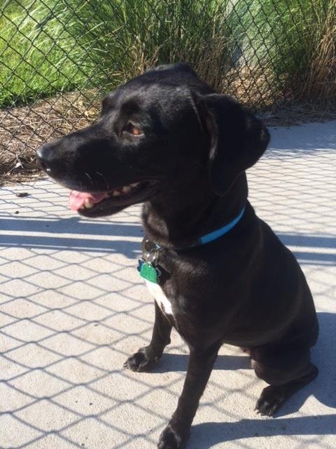 My wife Gail and I are the proud new parents of "Katie" Haapala who came home from the Hilton Head Humane Society yesterday!