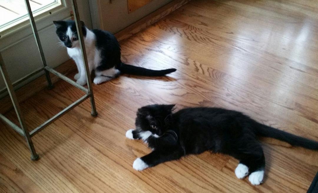 My new kitties. Lily and gizmo. Our house will never be the same. :)