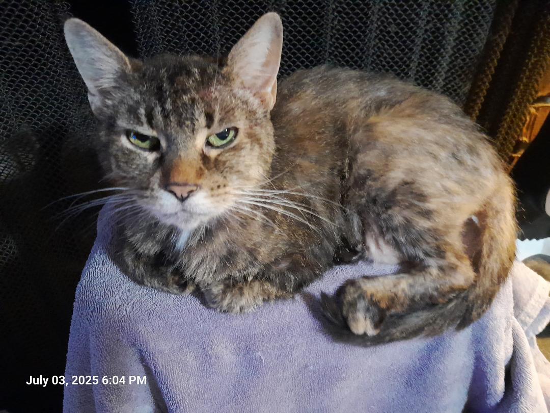 Today is my little cat's birthday. Peanux has been with me from the moment of birth exactly 14 years ago today. Yes, she is a senior citizen now, but she still grooms, eats, drinks water, uses the litter box, plays with h