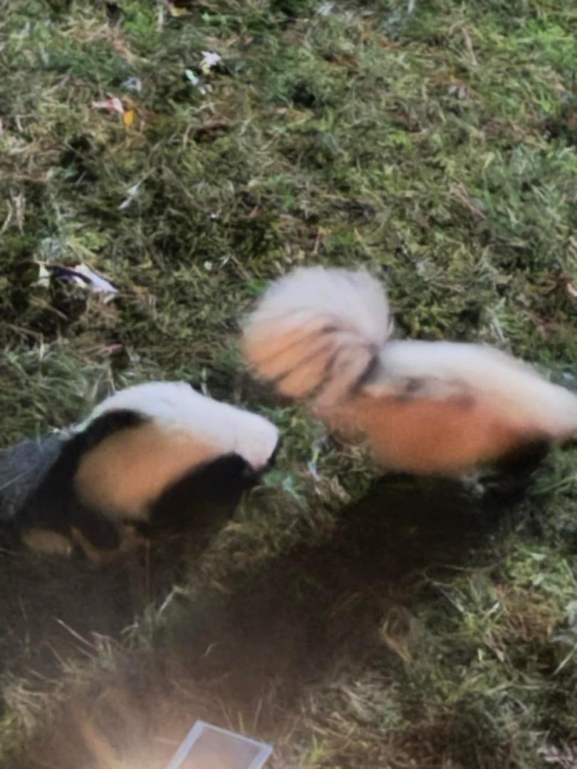 It seems the bunnies have been replaced by 2 white skunks? Never saw such white ones before … and they were obviously a couple ���