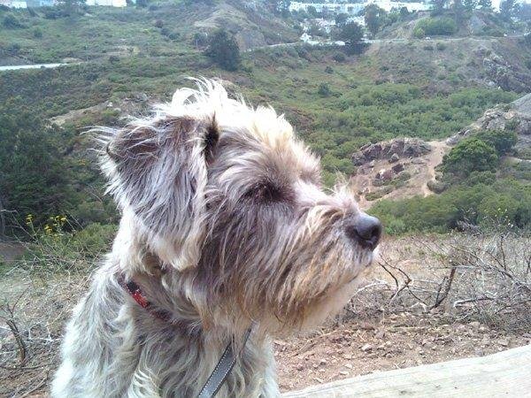 Nala sitting at my favorite spot above Glen Park Canyon, yes this is in SF Ca