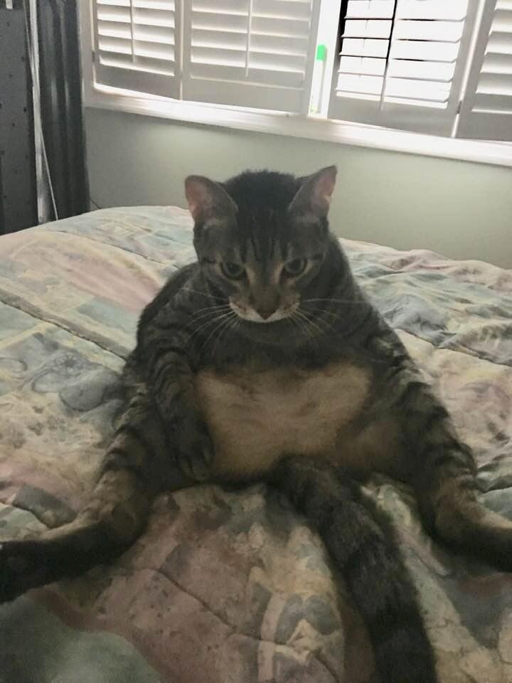 Jabba the Cat