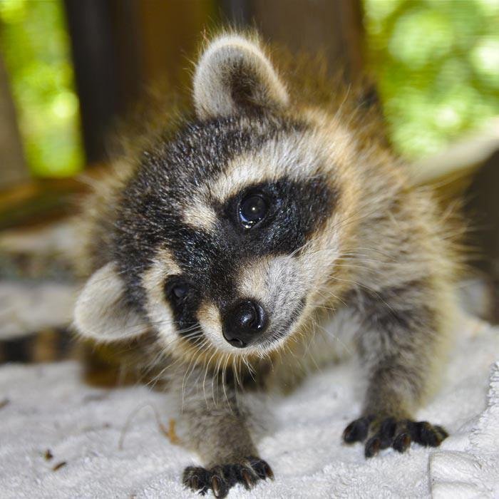 "Masked Bandit" puzzle, from http://puzzledhearts.com/ph?pid=silly_raccoon