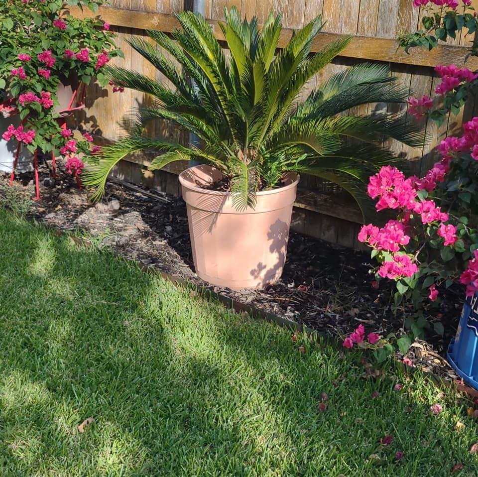 Sago palms
