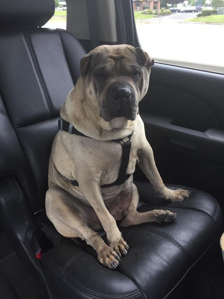 I lost my best friend Lodi on July 4th this year. He was always at the Dragstrip with me. I rescued him 10 years ago. Or maybe he rescued me.