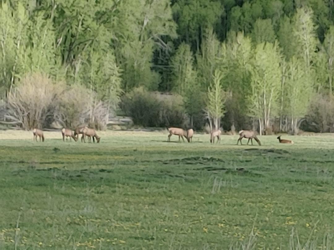 Elk Heard near Telluride CO
