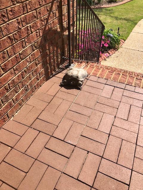 Not sure how this old turtle got to the top of our stairs.....looks like a snapper but was wondering does anyone like to pick this guy up?