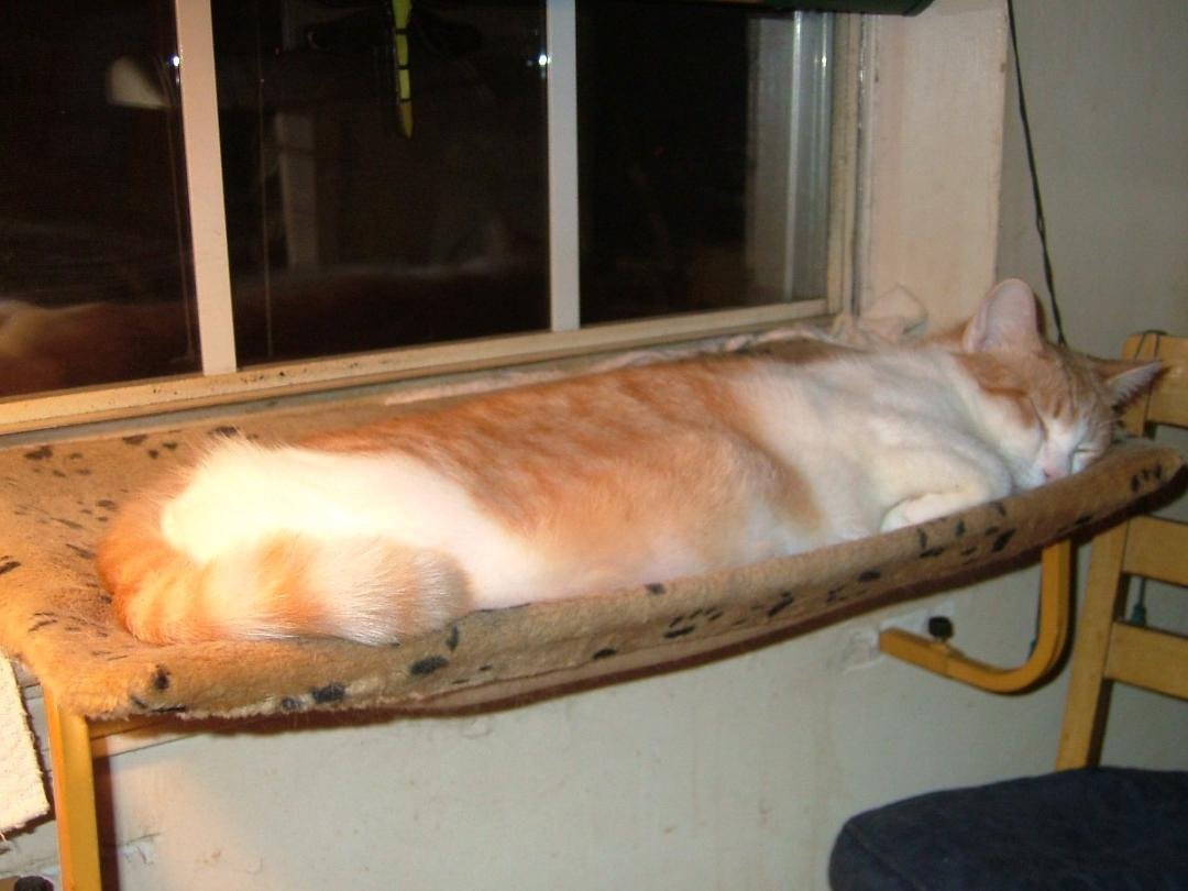 Lance sleeping on window shelf