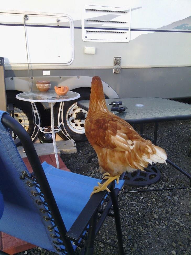 He thinks he is going to roost there.