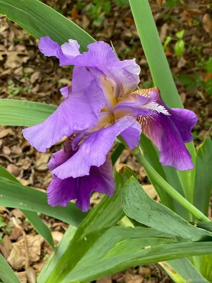 In memory of Marie Kleinpeter Chambers who generously shared iris and day lily bulbs several years back!