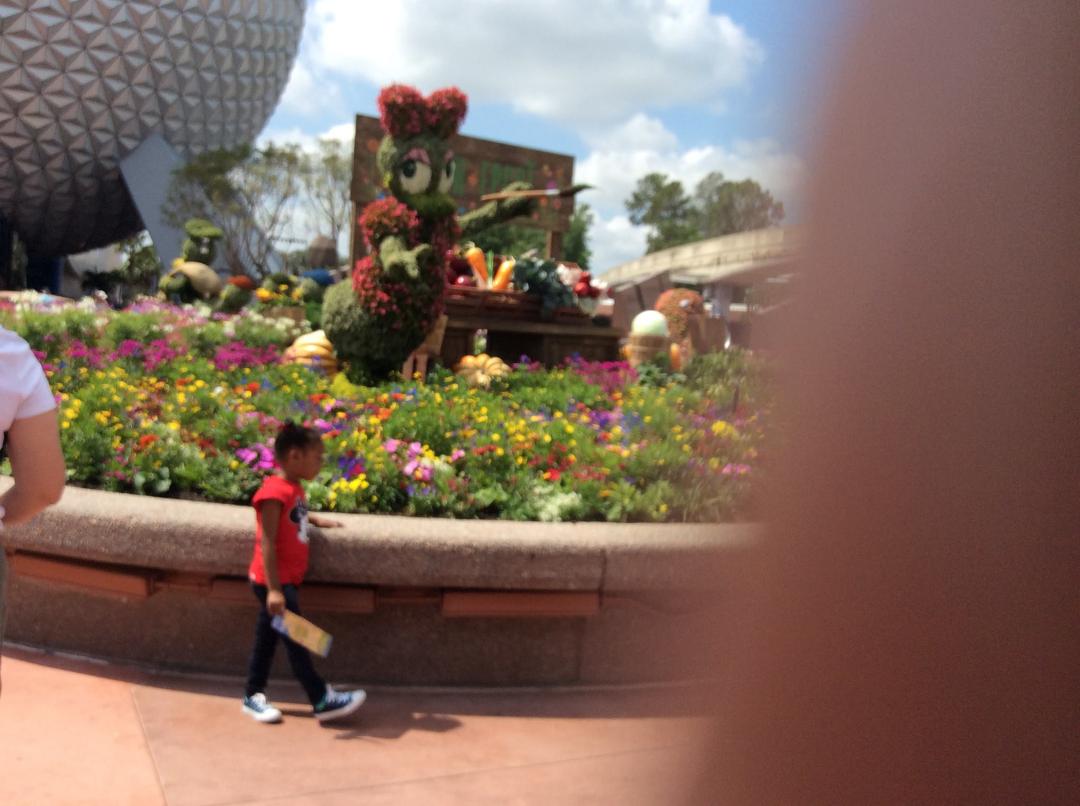 Great thing about having Disney in our backyard is getting to visit Epcot flower show.