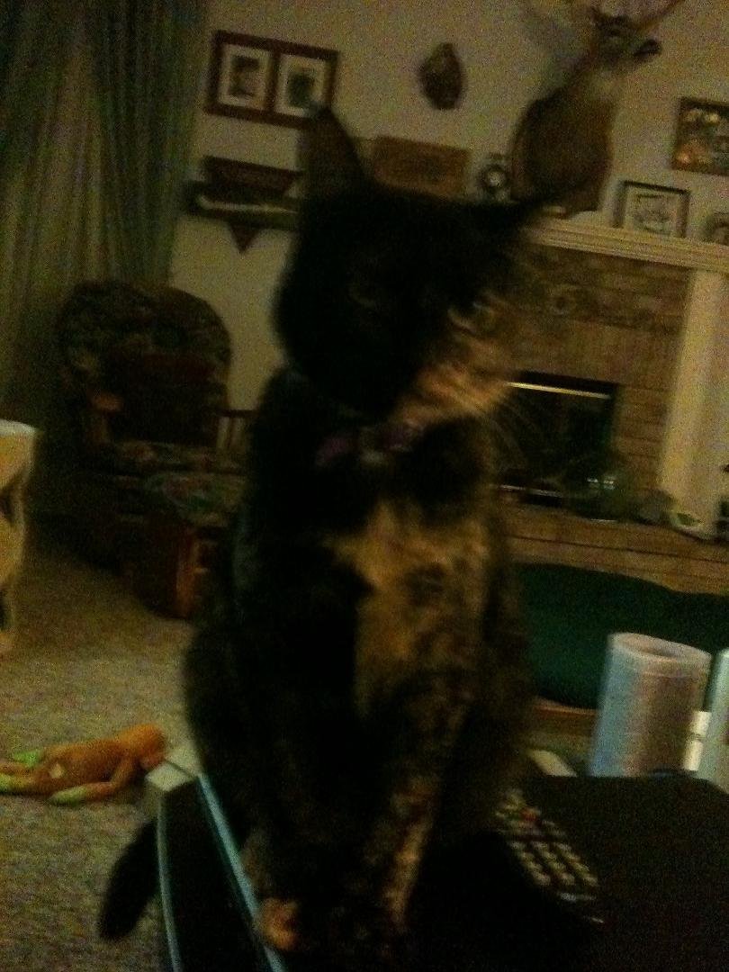 Mocha,just being her own sweet self! Love this turtoise shell kitty!