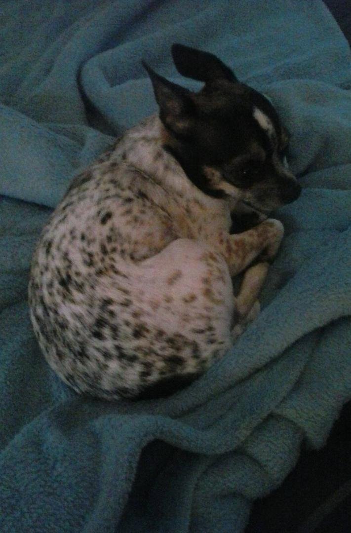 Today is my granddaughters birthday....she is 4....Drita is her name and she is my lil protector....she is Johnnys baby....but she loves her grandma....Happy Birthday Drita....