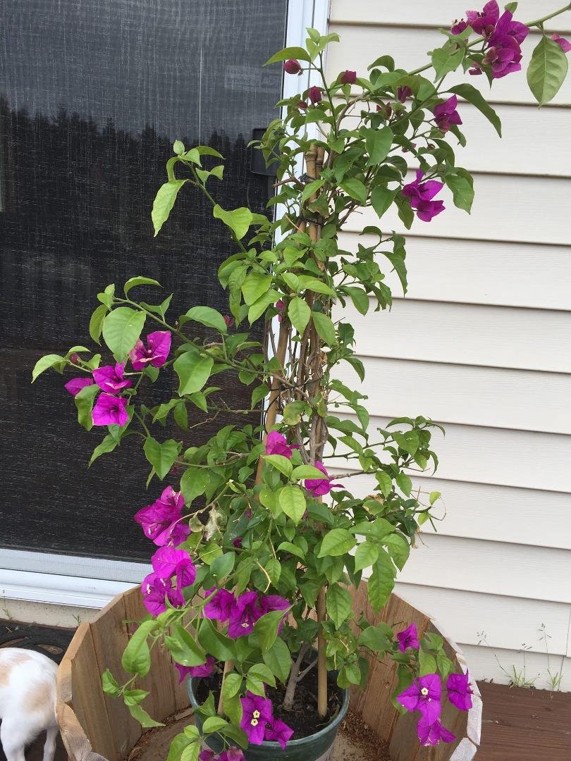 And Bougainvillea. Love this plant, hope I can grow it here.