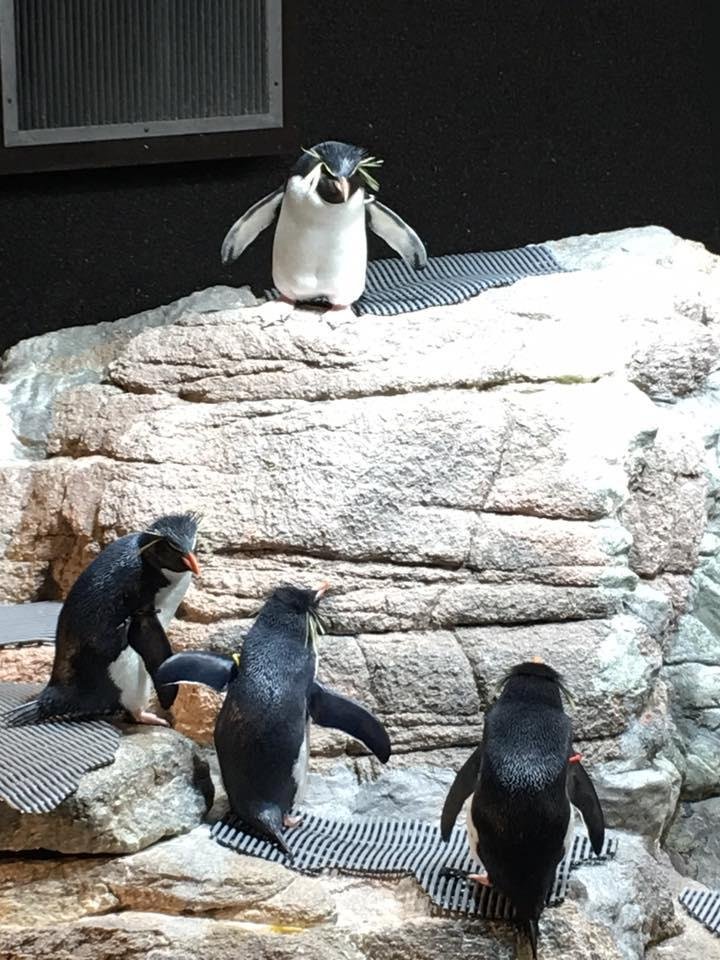 Penguin politics! #notmypenguinpresident with Amy Esteban