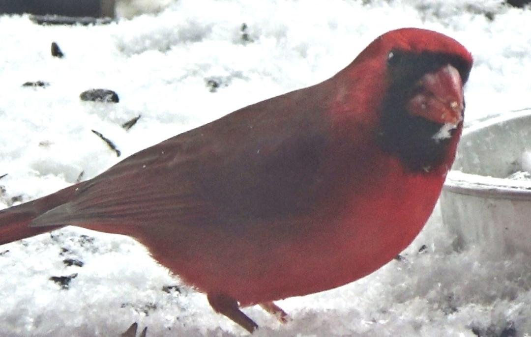 "St. Louis Cardinal" enjoying Christmas Eve feast!!!