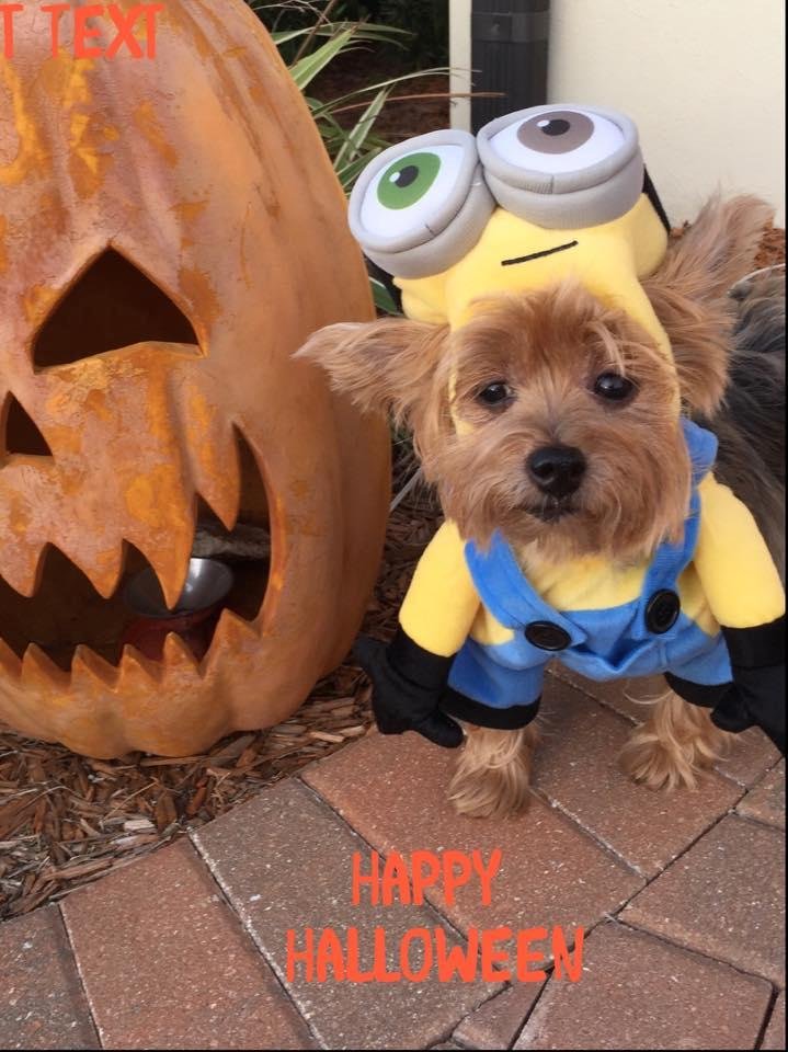 Ella is ready for Halloween 🎃
#fontmania