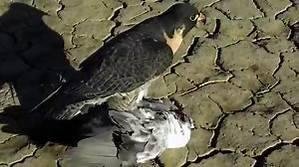 I have a Peregrine Falcon that for the last 6 months has taken up residency at the top of the big Redwood tree in the front side yard. This bird like to eat the large blue feathered birds that come to my bird feeder. Actual