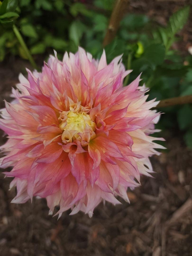 My beauty today.