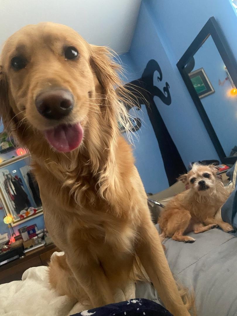 This is a cautionary tale about the effect of drugs. 1st dog=Before 2nd dog=After