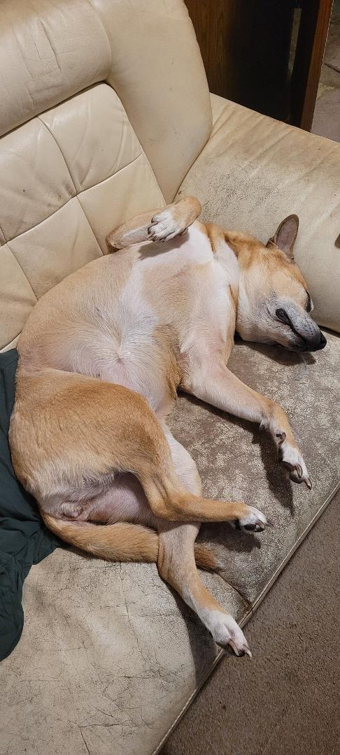 Our dog Cookie is exhausted from greeting Trick or Treaters I believe that Halloween is her favorite holiday everyone came wanted to pet her