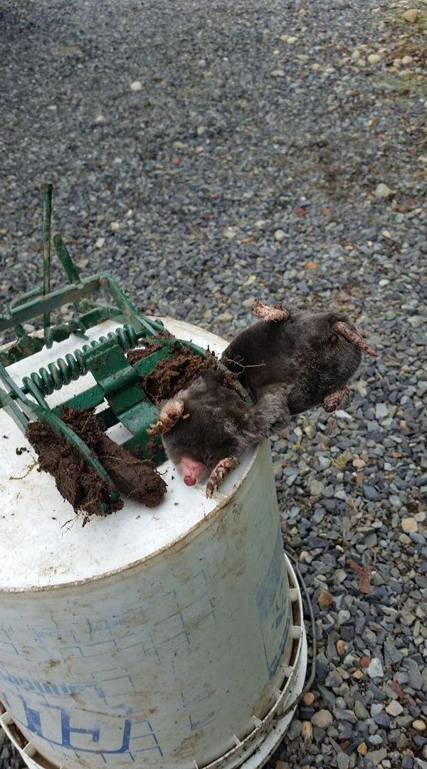 Hunting was good today,darn critters.