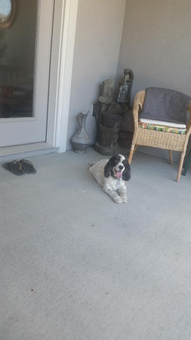 My sweet puppy, Buddy, has given up the fight against pain and dementia. He passed away on Wednesday, January 20th. We will miss him dearly.
He was my friend and companion. Where I was, he was.