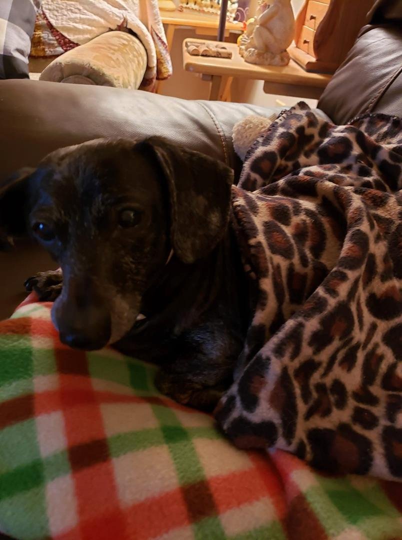 I'm asking people, who are fun dog people, to join the challenge of posting a picture of their dog. Only one photo, no description. The goal is to flood FB with positive dog pictures instead of negativity. Please copy the t