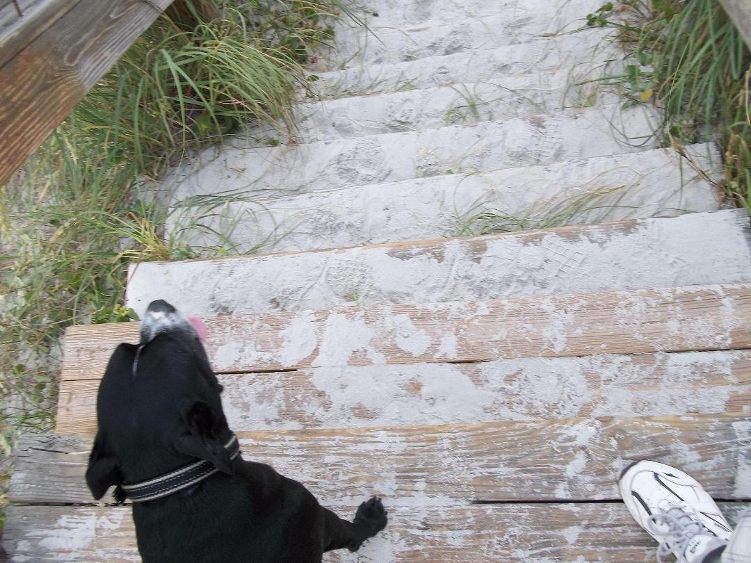 Here, Bo and I inspecting the top step of the stairs from 2nd Av N. to the beach. Yesterday I wrote Jax Beach Mayor Charlie Latham about the step's state of disrepair. Today the stairs are good-as-new. As a local support