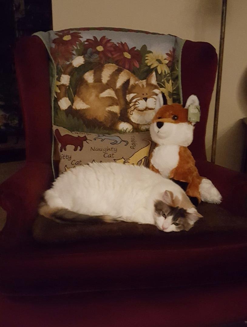 Gracie and her new fox...😍